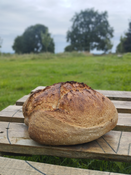 Pain de campagne, blé T80 sur levain de seigle